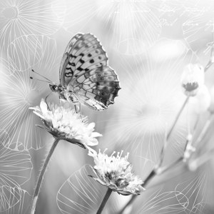 papillon sur fleur