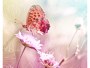 Papillon sur fleur