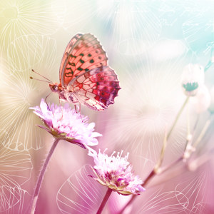 papillon sur fleur