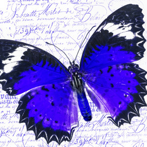 Schmetterlingsbilder