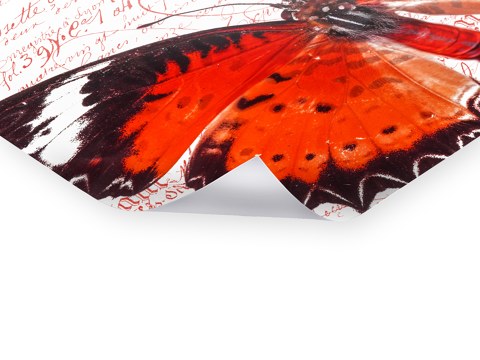 Schmetterlingsbilder