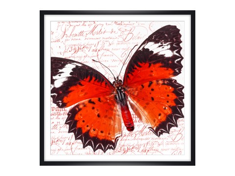 Schmetterlingsbilder