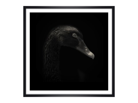 Schwan Portrait
