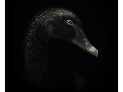 Schwan Portrait