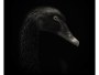 Schwan Portrait