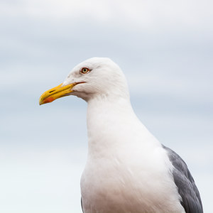 Seagull1