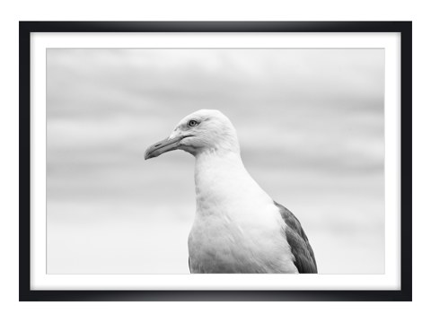 Seagull1