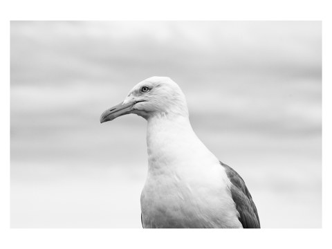 Seagull1
