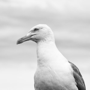 Seagull1