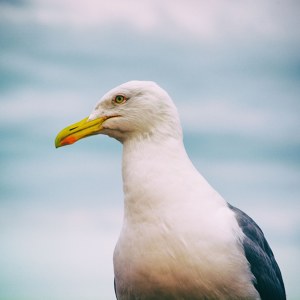 Seagull1