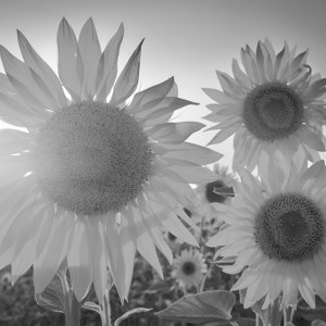 Sonnenblumen Bild