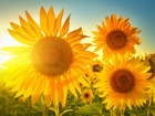 Sonnenblumen Bild