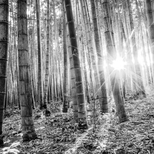 Sonnenstrahlen im Bambuswald