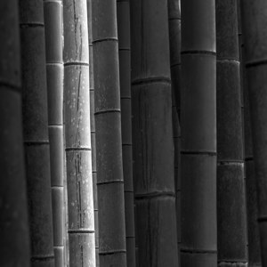 M?s? - Study 2 - Japan