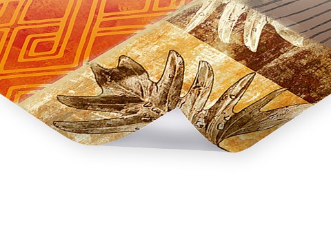 Collage photos succulentes