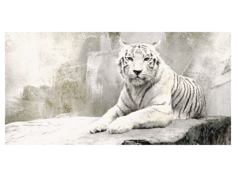 Photos de tigres