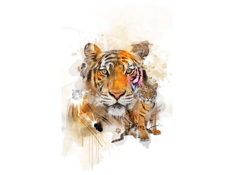 Tiger Illustration