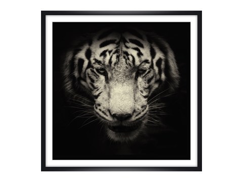 Portrait de tigre