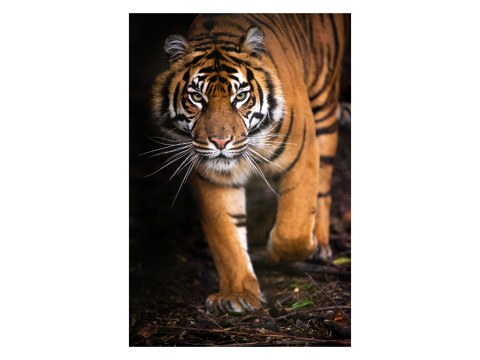 Tiger Poster