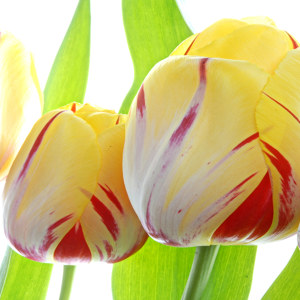 tulpen foto