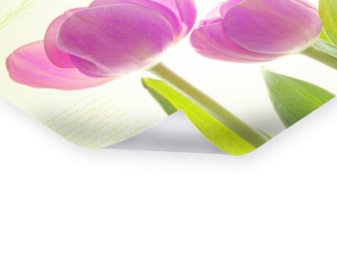 Tulpen Poster