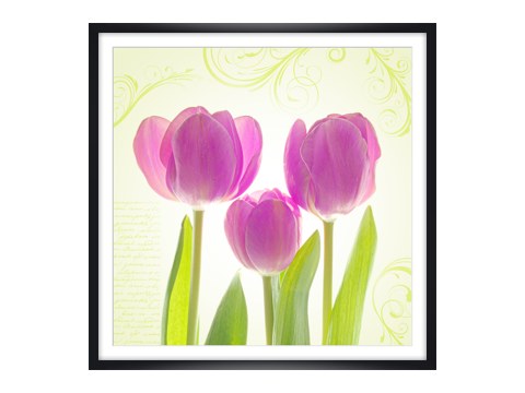 Tulpen Poster