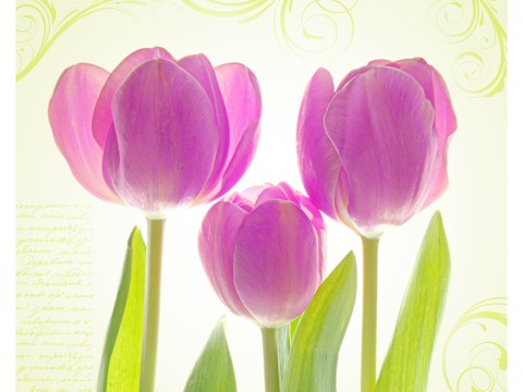 Tulpen Poster