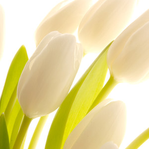 Postereck 3490 Tulpen Blume Blüte Deko Pflanze Knospe Flora Poster /& Leinwand