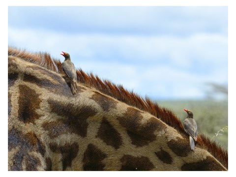 Vögel auf Giraffe