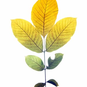 Walnut Leaf