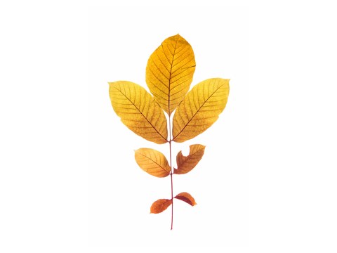 Walnut Leaf