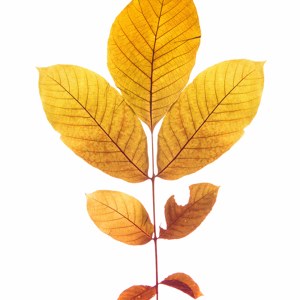 Walnut Leaf