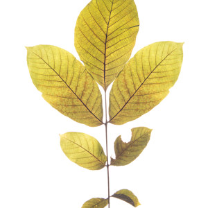 Walnut Leaf