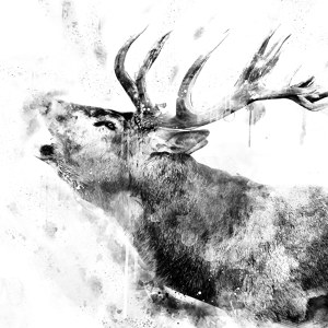 Watercolor deer