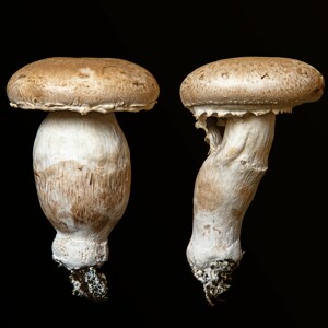 We are the champignons