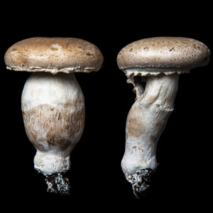 We are the champignons