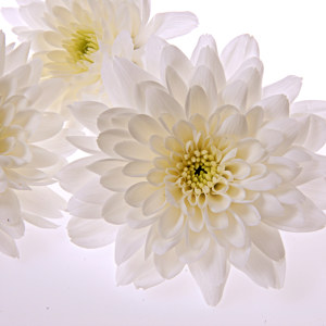 weiße blumen bilder chrysanthemen