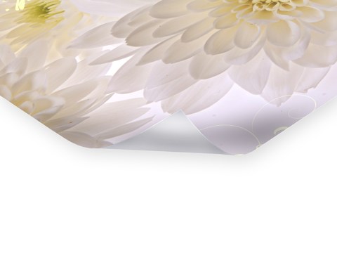 Weiße Blumen Bilder