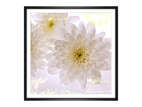 Weiße Blumen Bilder