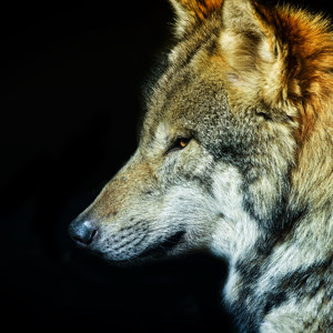 Wolf Bild