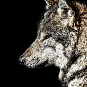 Wolf Bild