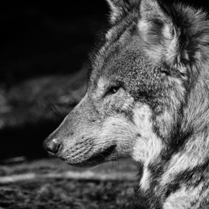 Wolf Bild