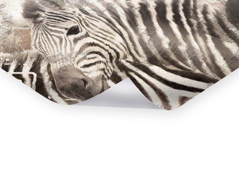 Zebra Bilder