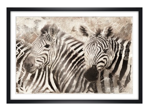 Zebra Bilder