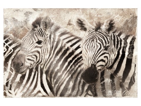 Zebra Bilder