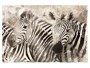 Zebra Bilder