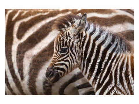 Zebra Fohlen Foto
