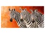 Poster de zèbre