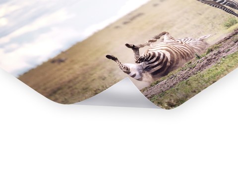 Photographie de zèbre