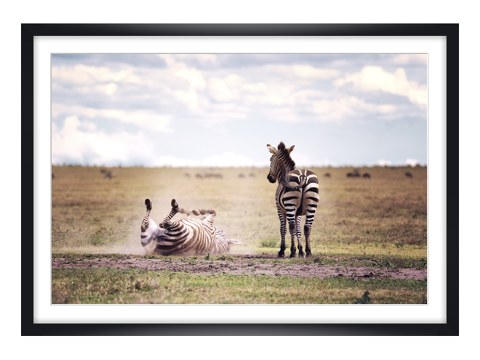 Photographie de zèbre